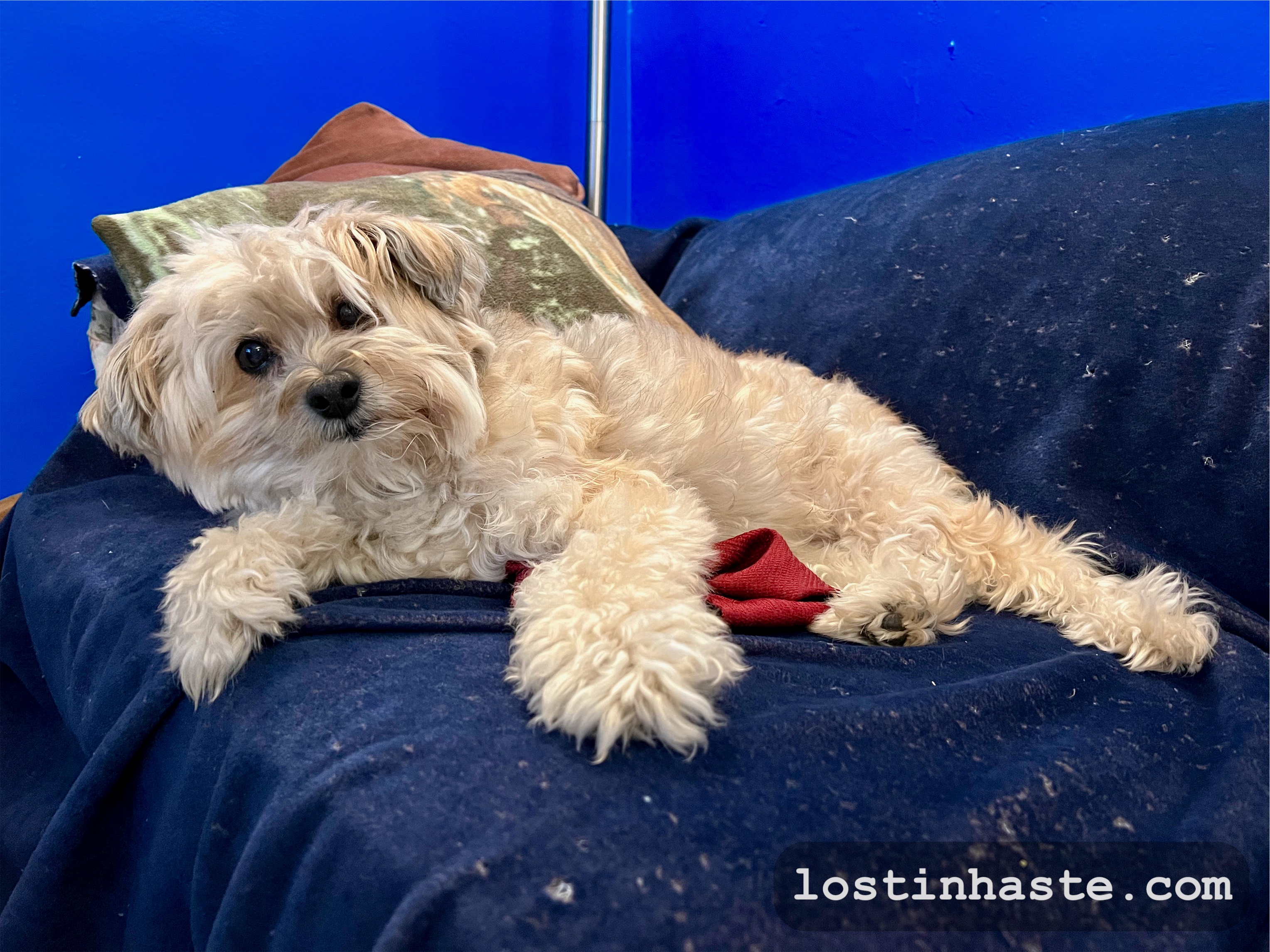 Asked him a question, only to realize he was asleep