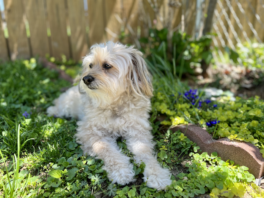 Fluffy white dog, staring off in the distance, in a garden with light and shade across his body.