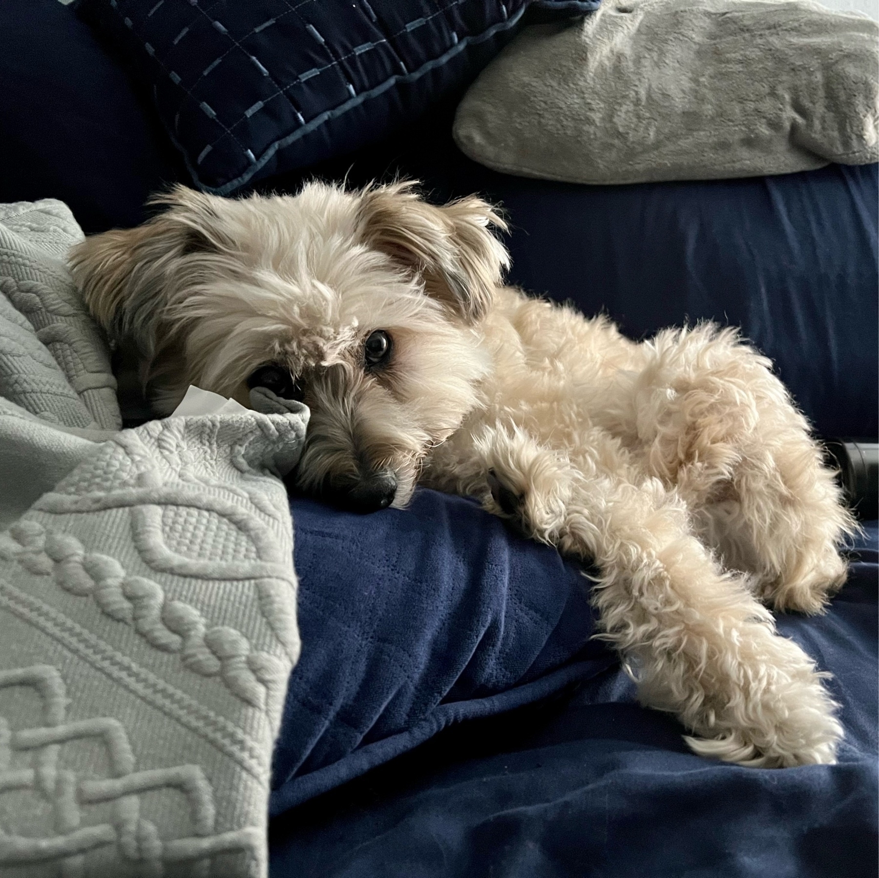Fluffy white dog, with his head resting on a pillow, looking into the camera.